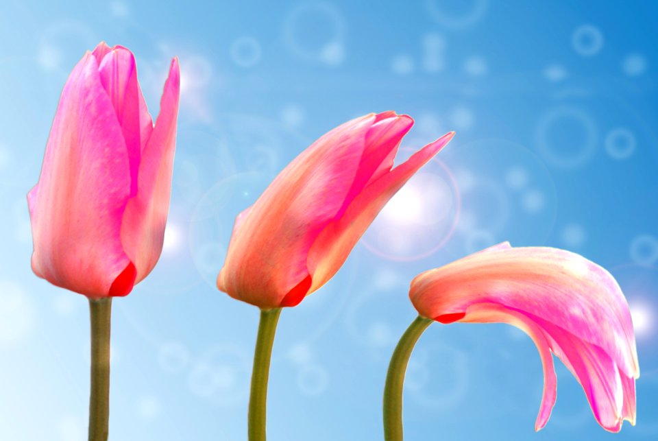 Flower Pink Flowering Plant Petal