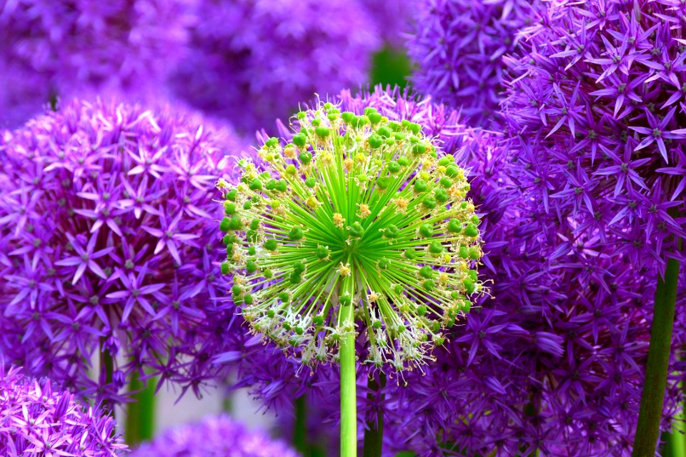 Plant Purple Flower Flora photo