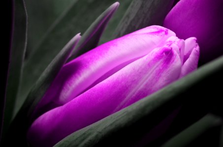 Flower Purple Violet Close Up photo