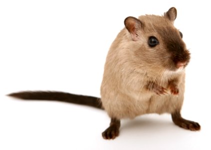 Gerbil Mouse Muridae Mammal photo