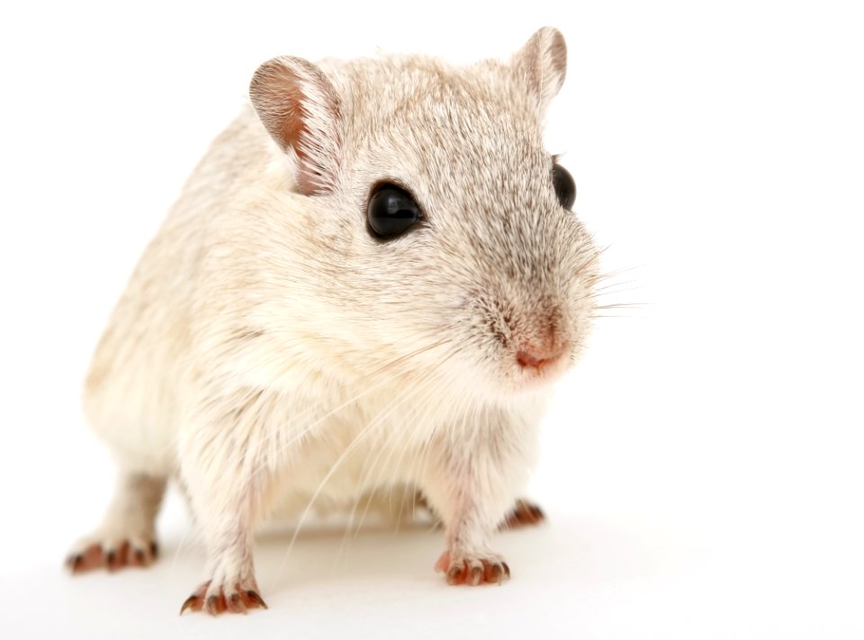 Mouse Gerbil Muridae Rat