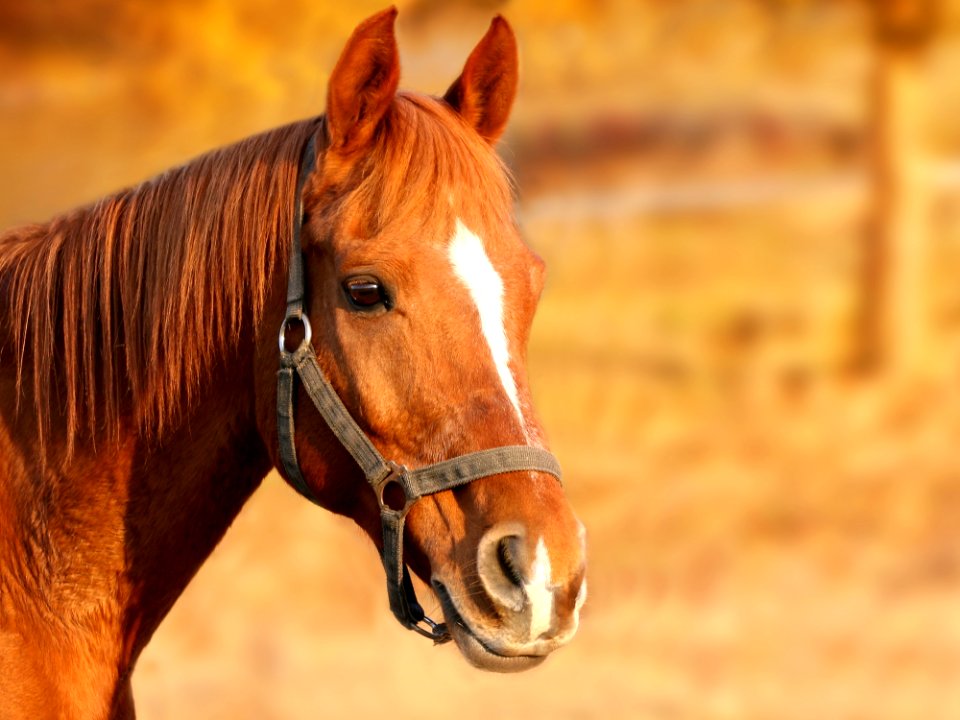 Horse Halter Bridle Mane