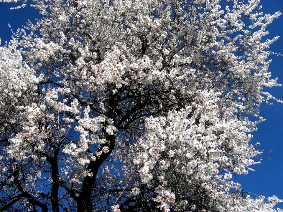 Blue Sky Blossom Tree