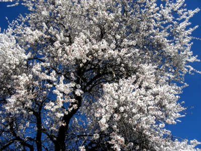 Blue Sky Blossom Tree