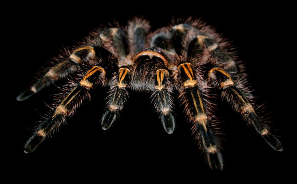 Tarantula Invertebrate Arthropod Insect