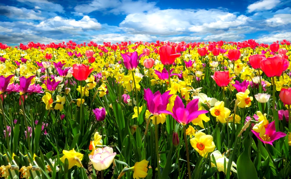 Flower Plant Flowering Plant Tulip