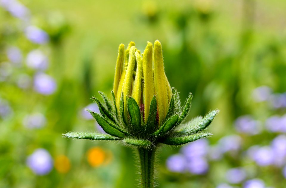 Flora Flower Plant Close Up