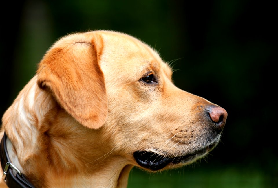 Dog Dog Like Mammal Dog Breed Mammal
