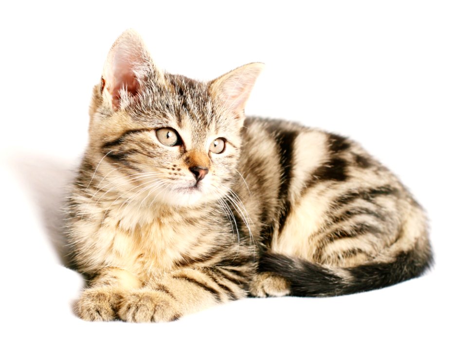 Cat Dragon Li Mammal Small To Medium Sized Cats