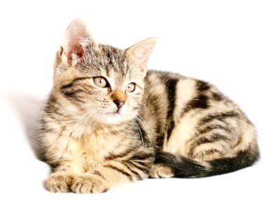 Cat Dragon Li Mammal Small To Medium Sized Cats