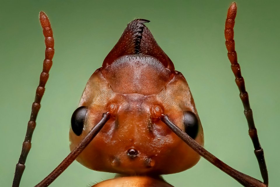 Insect Invertebrate Macro Photography Close Up