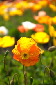 Flower Yellow Wildflower Poppy photo