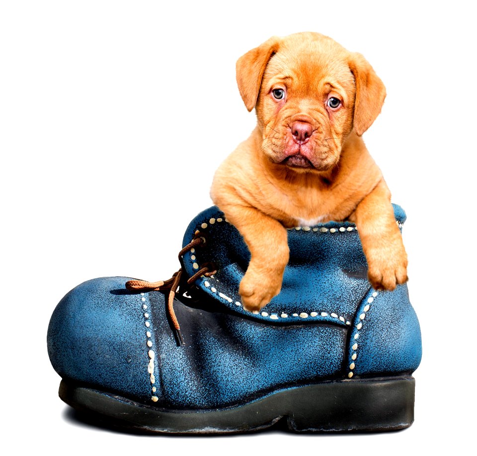 Dog Dog Like Mammal Dog Breed Mammal