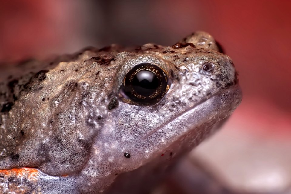 Toad Amphibian Frog Fauna