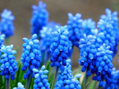 Blue Flower Plant Hyacinth photo