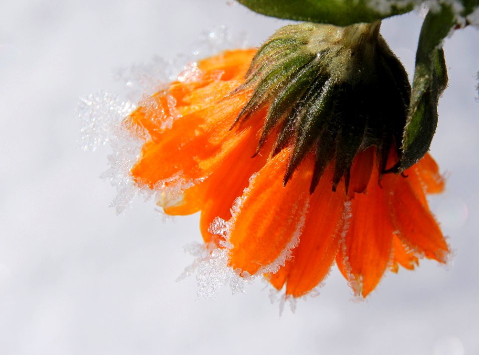 Flower Close Up Macro Photography Vegetarian Food