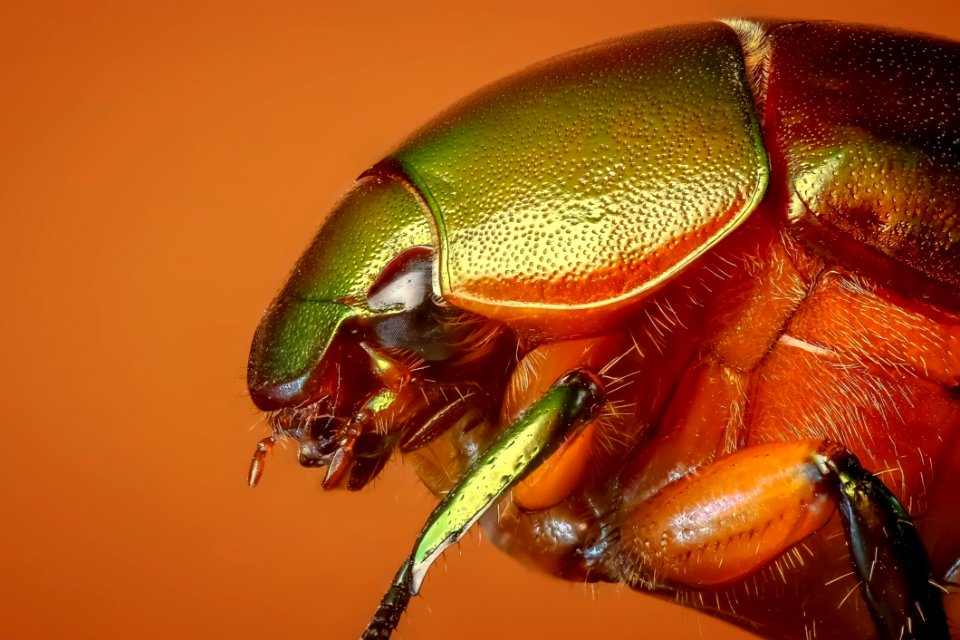 Insect Invertebrate Macro Photography Close Up