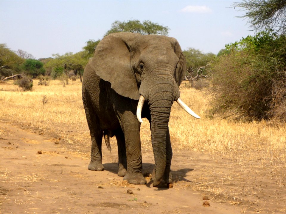 Elephant Elephants And Mammoths Terrestrial Animal Wildlife