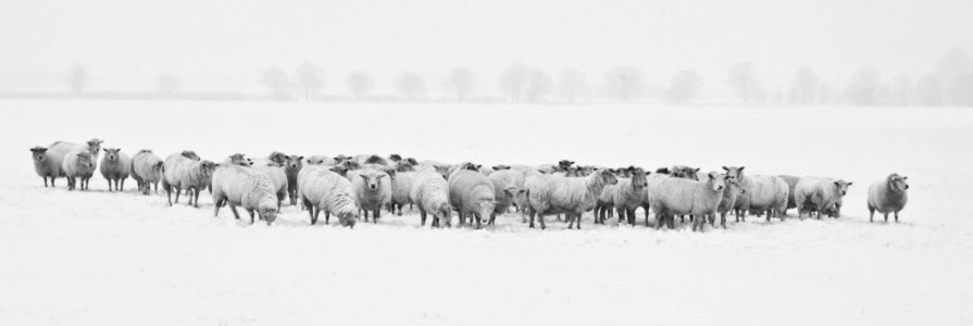 Herd Black And White Monochrome Photography Animal Migration