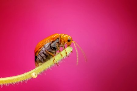 Insect Macro Photography Invertebrate Close Up photo