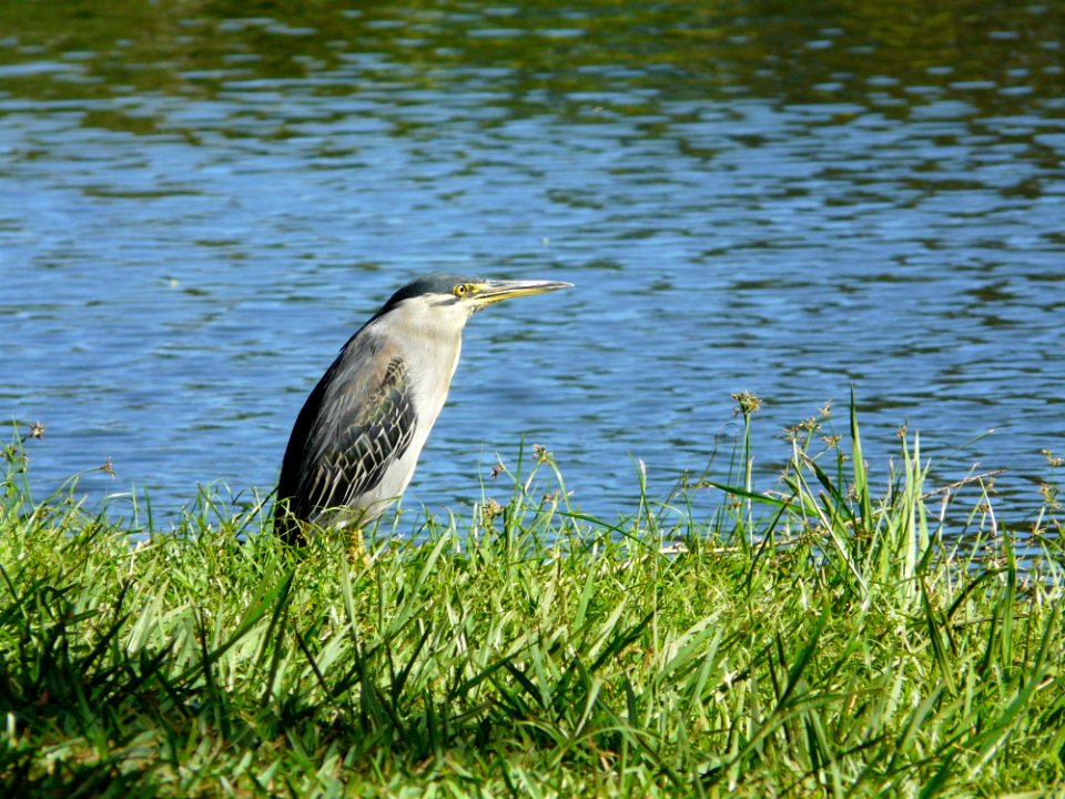 Bird Water Fauna Ecosystem