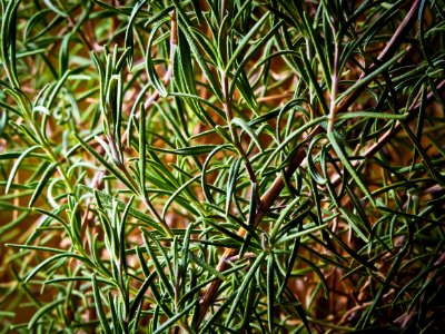 Plant Vegetation Leaf Flora