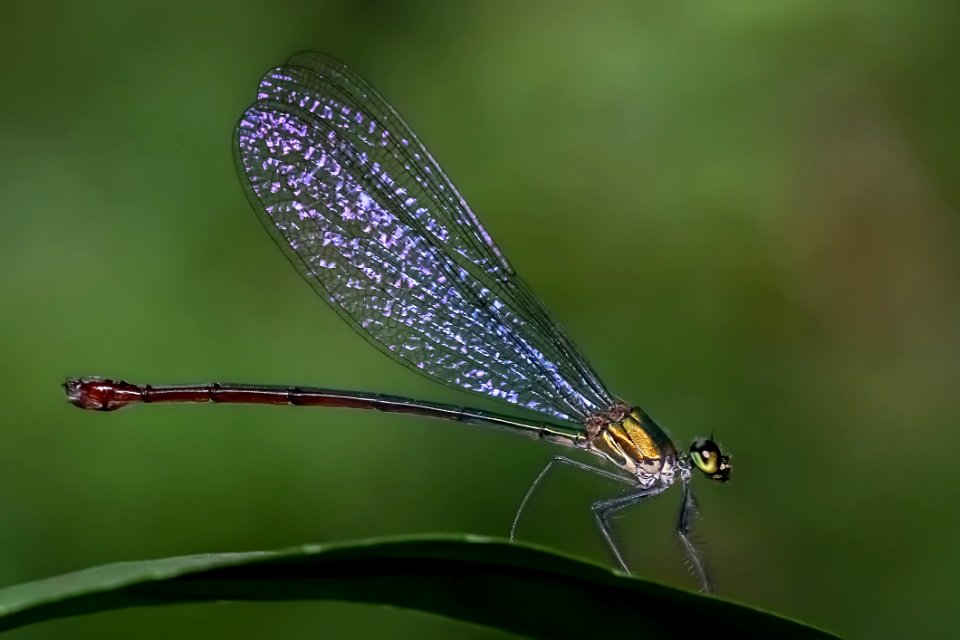 Damselfly Insect Dragonfly Dragonflies And Damseflies