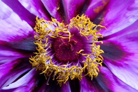Flower Purple Violet Flora