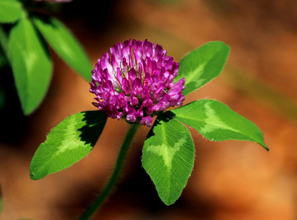 Flower Plant Flora Trifolieae