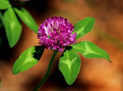 Flower Plant Flora Trifolieae photo