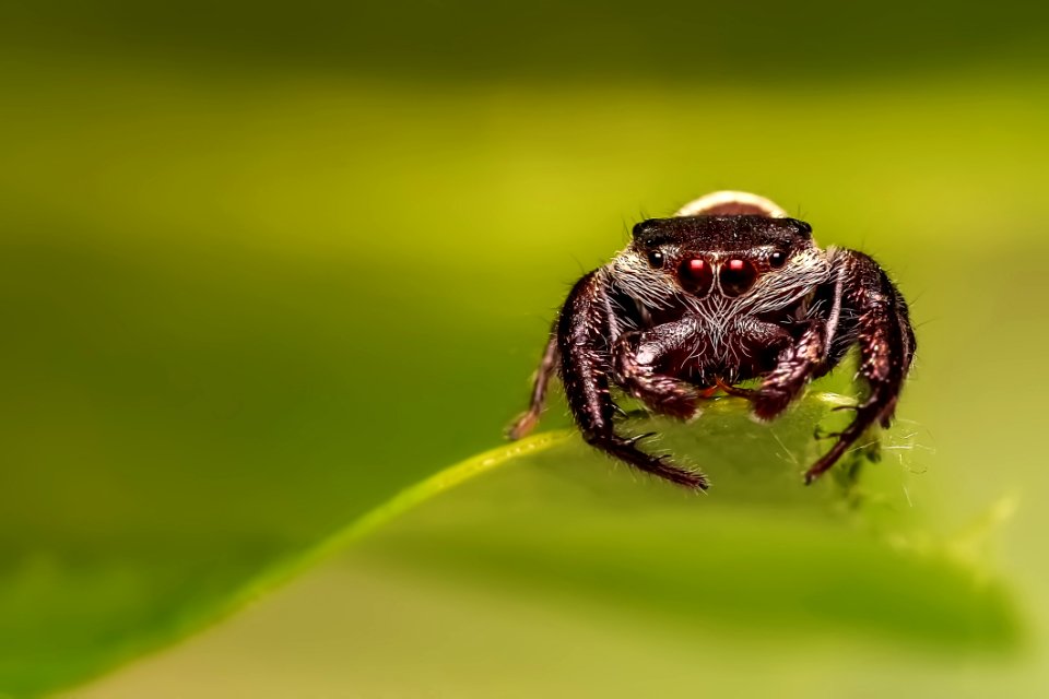 Insect Macro Photography Close Up Invertebrate