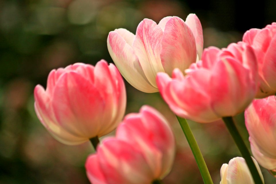Flower Plant Pink Flowering Plant