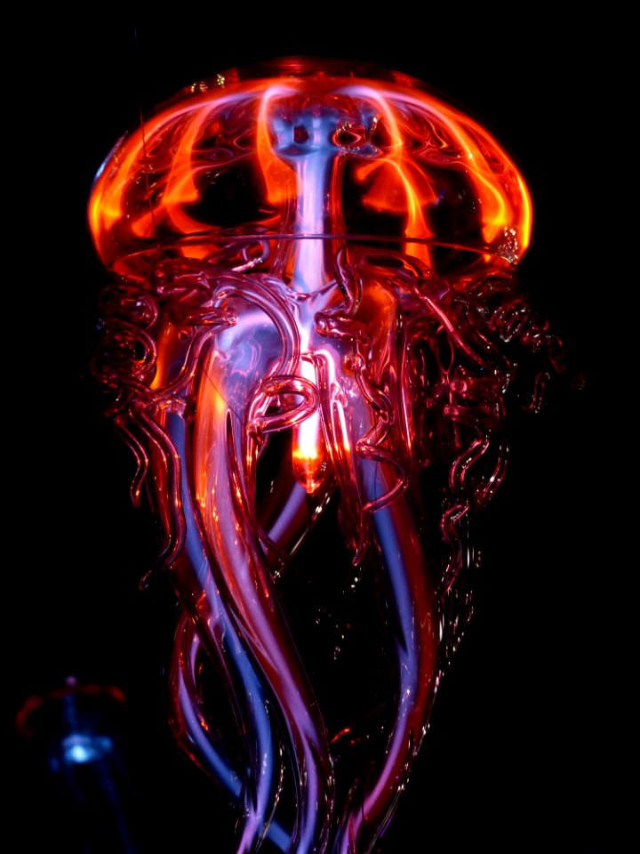 Jellyfish Organism Special Effects Cnidaria