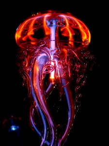 Jellyfish Organism Special Effects Cnidaria