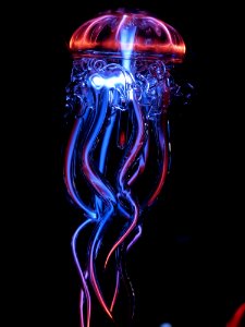 Jellyfish Cnidaria Organism Invertebrate