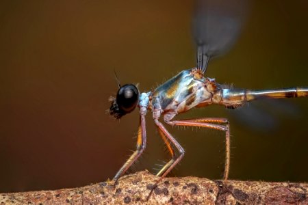 Insect Dragonfly Invertebrate Damselfly photo