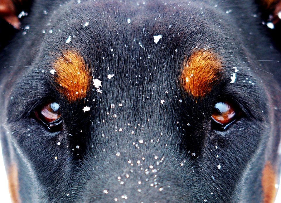 Dog Dog Like Mammal Nose Dog Breed