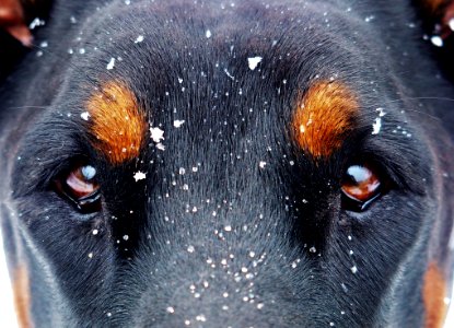Dog Dog Like Mammal Nose Dog Breed photo