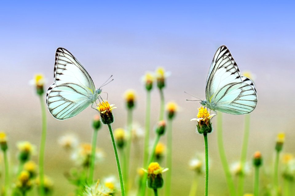 Butterfly Flower Yellow Moths And Butterflies