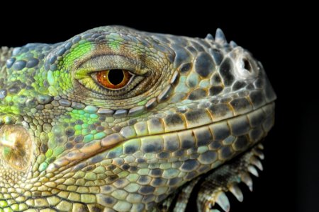 Reptile Iguana Scaled Reptile Fauna