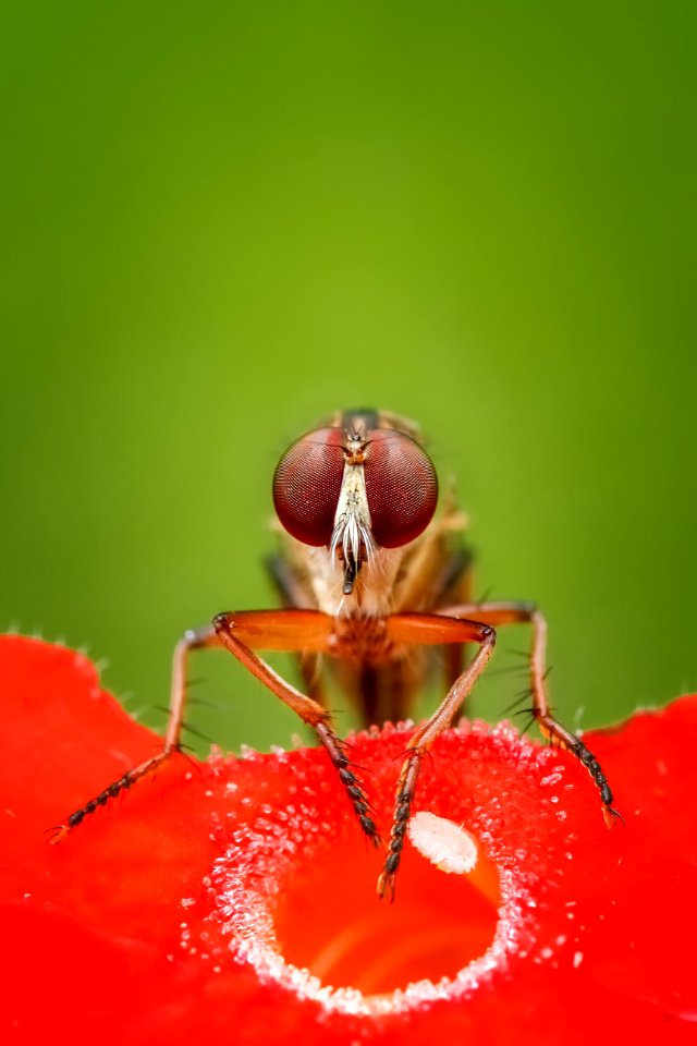 Insect Pest Close Up Nectar