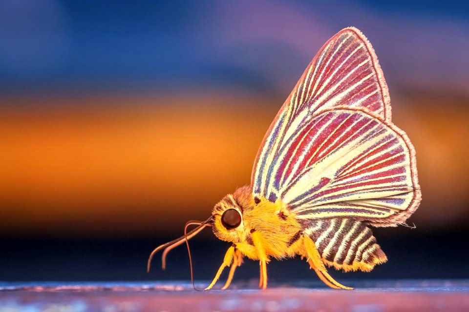 Insect Moths And Butterflies Butterfly Invertebrate