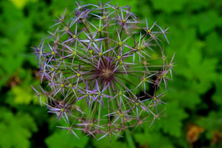 Plant Flora Flower Wildflower