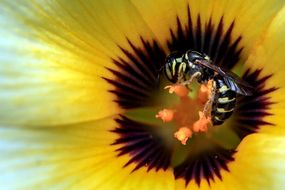 Bee Yellow Honey Bee Pollen
