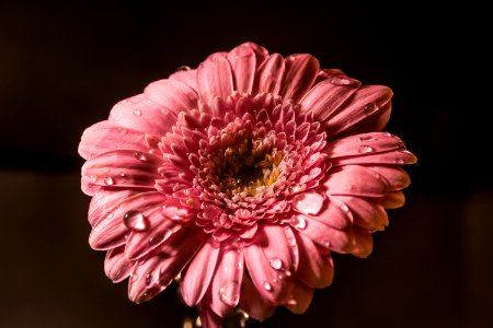 Flower Pink Gerbera Flowering Plant photo