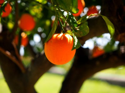 Fruit Citrus Fruit Tree Orange