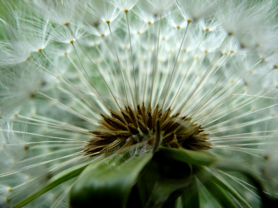 Flower Vegetation Dandelion Plant