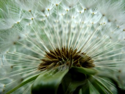 Flower Vegetation Dandelion Plant