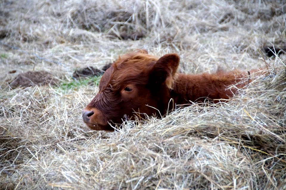 Cattle Like Mammal Fauna Wildlife Calf