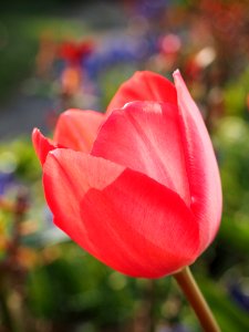 Flower Red Tulip Plant photo